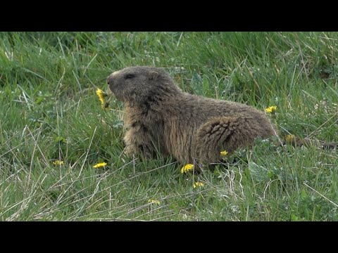 Video: Una marmotta mangia i fiori?