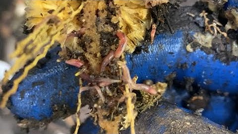 Composting with Craig Ep 141: Worms Enjoying Corn on the Cobb In Outside Worm Bin