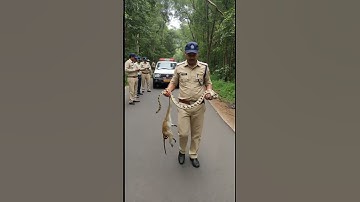 Python Attacks Helpless Monkey: Nature Gone Wild!