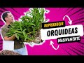 Reproduciendo Masivamente Una Orquídea Que Me Regalaron || Huerto Citadino