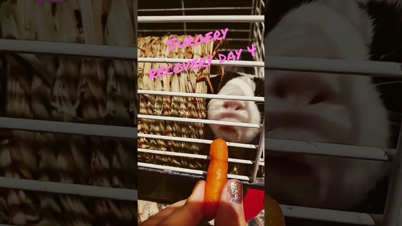 Guinea Pig's Surgery Recovery Day 4