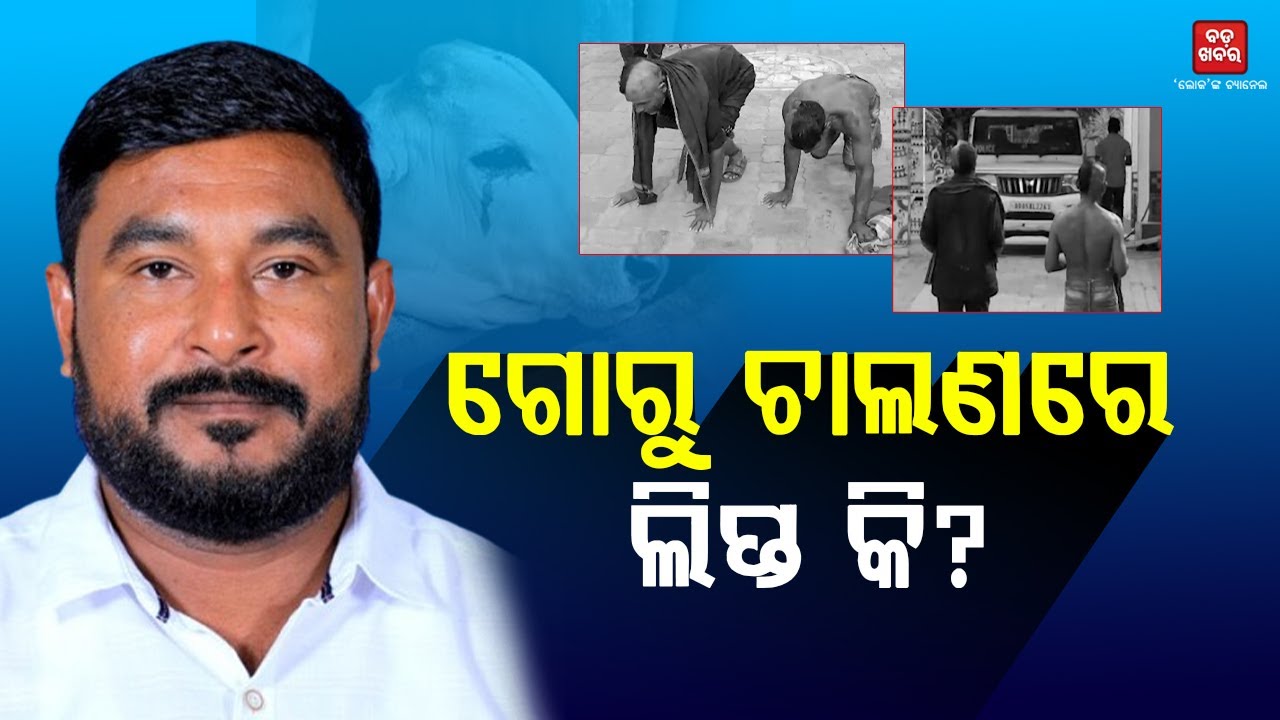ଗୋରୁ ଚାଲଣରେ ଲିପ୍ତ କି? || BADA KHABAR TV