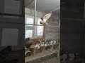 узбекские голуби