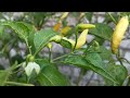 Pale Yellow Chili Peppers Growing Among Lush Garden Leaves