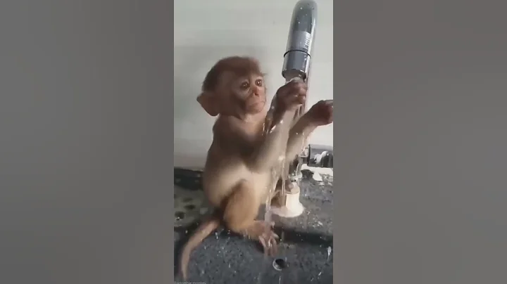 🤣🤣monkey smile funny videos status video 😂#shorts #youtubeshorts #viralvideo #funny #video