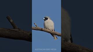 Beautiful Masked Woodswallows feeding and calling. #birdcalls #birds #birdsounds @TimSiggs