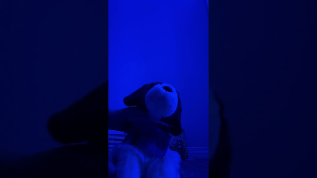 First time puppeteering with my new dog! 