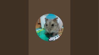 【とある男の冬の朝自習室】~8:50まで頑張りましょう!(study with me) ※次回は春休みにお会いしましょう