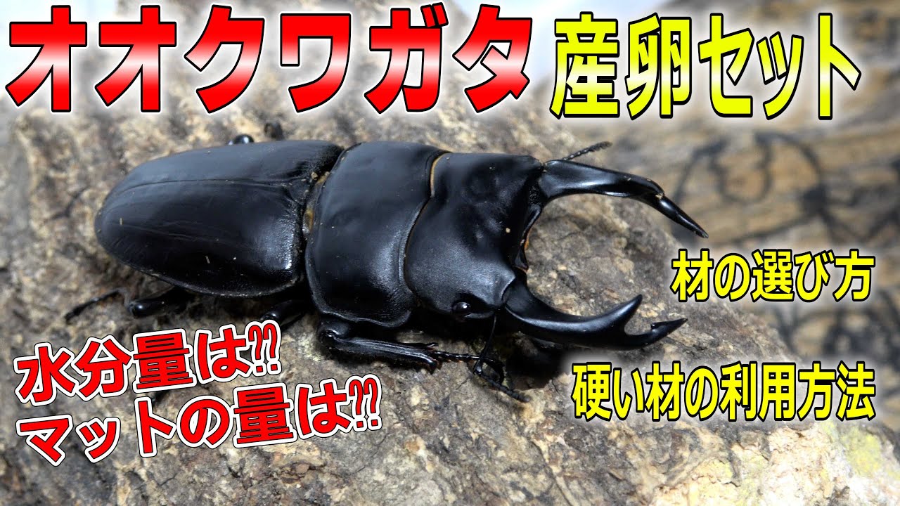 オオクワガタ産卵方法（材の使い方）