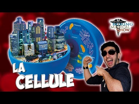 LA CELLULE : UNE VILLE MAGNIFIQUE - BMShow