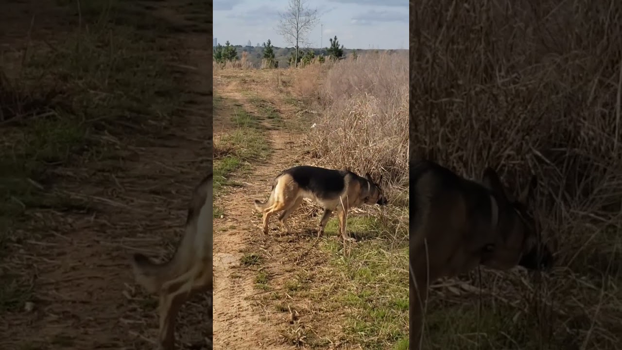 Urban Exploring Atlanta, Cop City before Cop City. Constitution Park