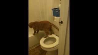 Toilet Trained Kitty by Olga Eriksson 46,406 views 11 years ago 1 minute, 41 seconds