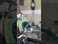 Stick welding stainless sheet metal #welding #howto #weldingequipment #fabrication