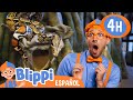 Blippi alimenta y Juega Con Animales en el Zoo | Blippi Español | Videos educativos para niños