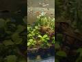 anubias plants with guppy fish and neon tettra fish #fish hobbyist sk aquatic classical fishshorts 🐬