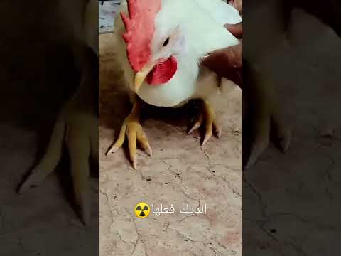 الديك فعلها ديك كبير قوي