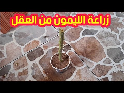 فيديو: كيفية زرع ساق الليمون
