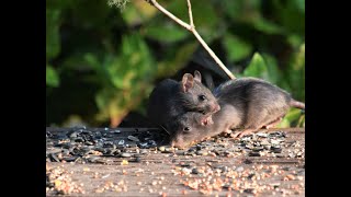 Watford Pest Control