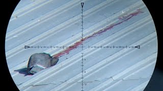 Pigeon Walk and Stalk (and Shoot) with FX WildCat MK3 .22 and Atomic Pellets | Pigeon Air Rifle Hunt