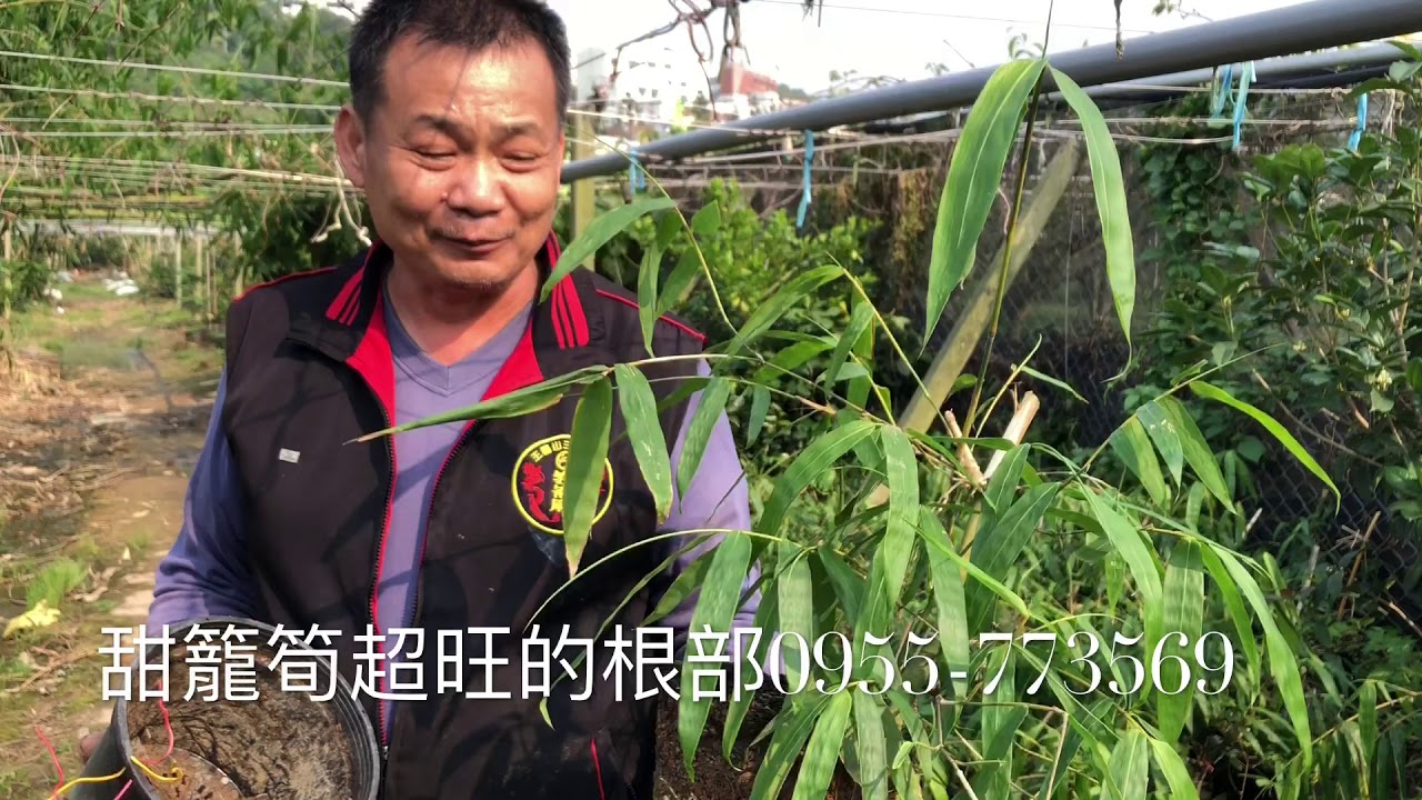 甜籠筍苗訂購電話 0921 894 378戴先生 Youtube