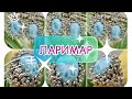 ЛАРИМАР💦Камень Венеры💦Пятница💦Вдохновляет и переживает вместе с вами💦Редкий гость💦Самоцветы💦