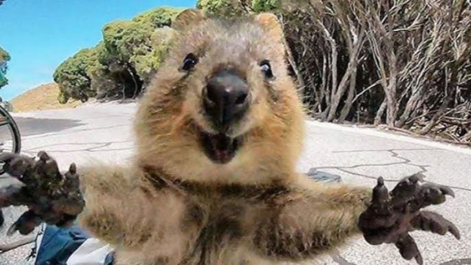 Quokka Botella térmica Mapa animales – pequemusi