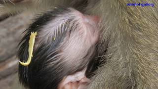 Congrats! Mom monkey Candy gave birth this morning to a cute male baby
