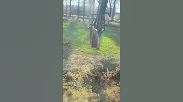 Tree roots mechanically pulling process !#shorts  #stumpgrinding   #treeservice  #tree  #gardening
