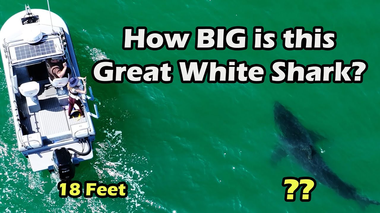 Large Great White Shark Next to Boat - YouTube