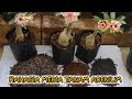 The Secret of Planting Media for Desert Rose Adenium