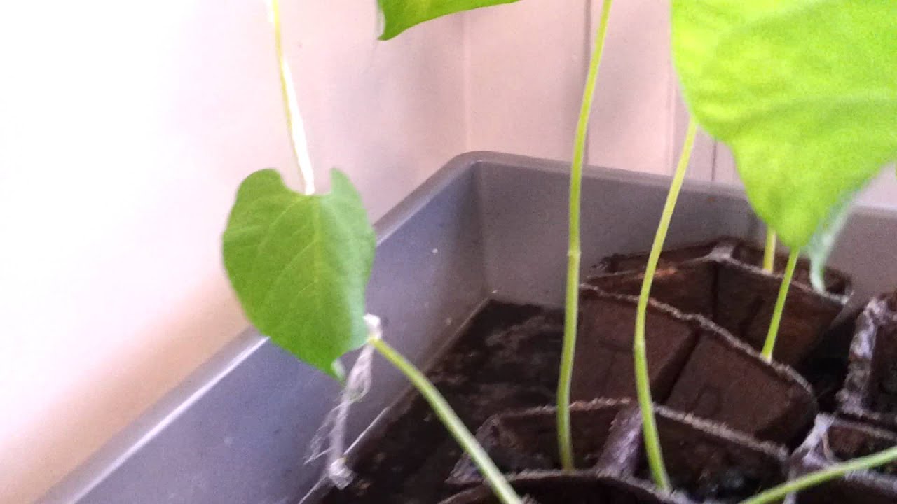 Bean Plant Observation YouTube