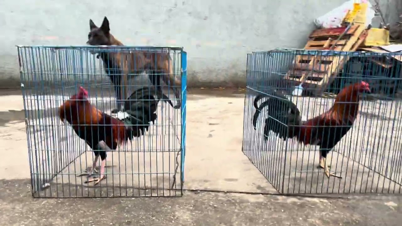 🐓Pollos Del Corralito, Enero 4 2026… Feliz Año Nuevo Dios Los Bendiga 