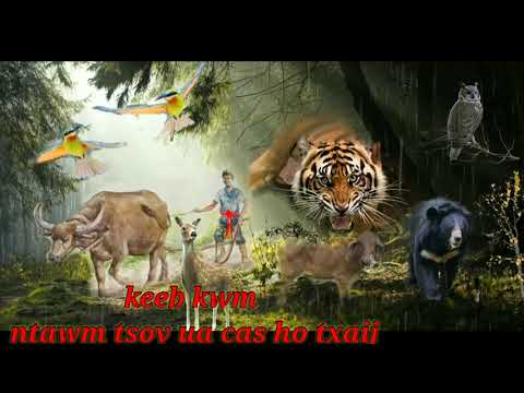 Video: Vim Li Cas Rub Cov Hniav Tsis Zoo Li Kev Rho Tawm Lawv