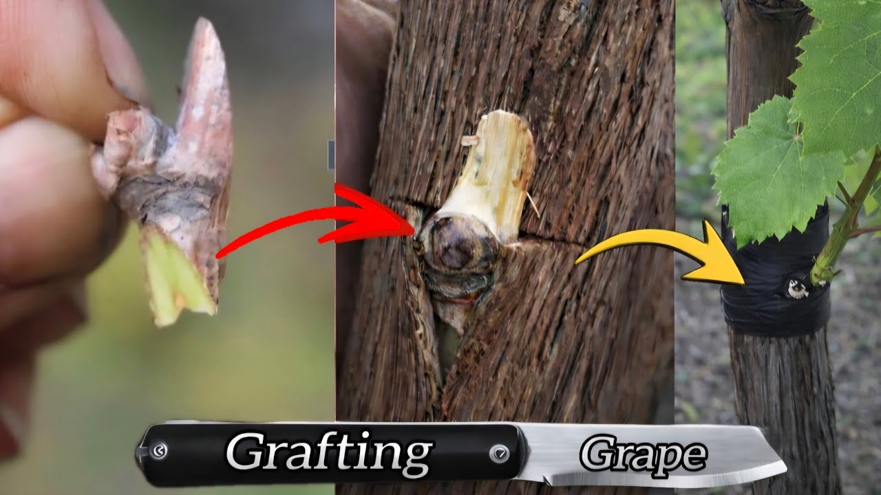 Простой способ прививки нового сорта винограда почкой под кору