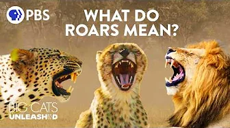 Translating a Lion's Roar... and a Cheetah's Chirp? How Big Cats Communicate