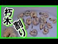 【生き物編】朽木割りをしたらクワガタの幼虫がうじゃうじゃ…オオクワガタか？