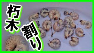 【生き物編】朽木割りをしたらクワガタの幼虫がうじゃうじゃ…オオクワガタか？