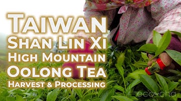 Taiwan Shan Lin Xi High Mountain Oolong Tea Harvest & Processing | Eco-Cha Teas