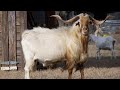 Kiko Meat Goats | Fast Growing Virtually Indestructible