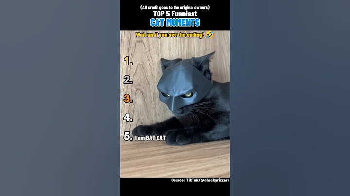 🐱 Top 5 Funniest CAT MOMENTS 🐱 #shorts thumbnail