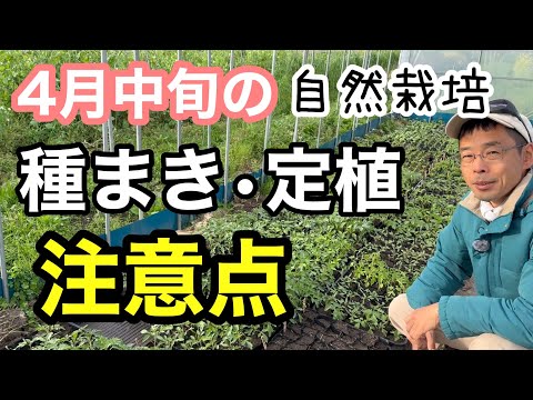 4月に庭で直接まける野菜10選、耐寒性抜群で早収穫