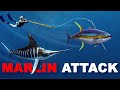 Giant marlin attacks me  steals my tunaso i speared it