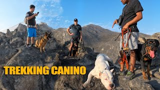 Treking de resistencia por las montañas Dogo argentino, Pastor alemán y rottweiler🦮🦮🦮