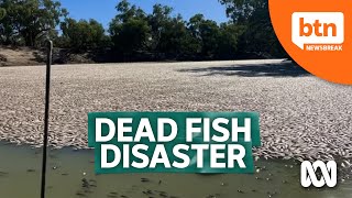 Millions of Dead Fish Surface in NSW