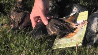 American Woodcock Society - Aging and Sexing American Woodcock