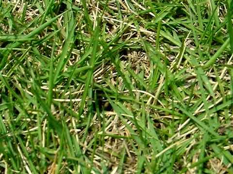 芝生にコガネムシの成虫が潜っていく様子 Youtube