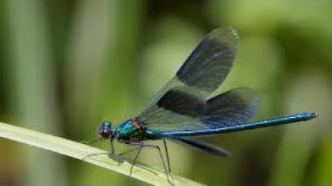 World 1 Level 1 Dragonfly (No Checkpoints) | The Impossible Game 2