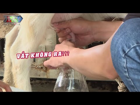 Các Anh Tấu Hài Khi Vắt Sữa Làm Khán Giả Cười Ngả Nghiêng Và Cái Kết | XẢ XÌ CHÉT