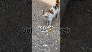 Sokağın Ürkek Canları