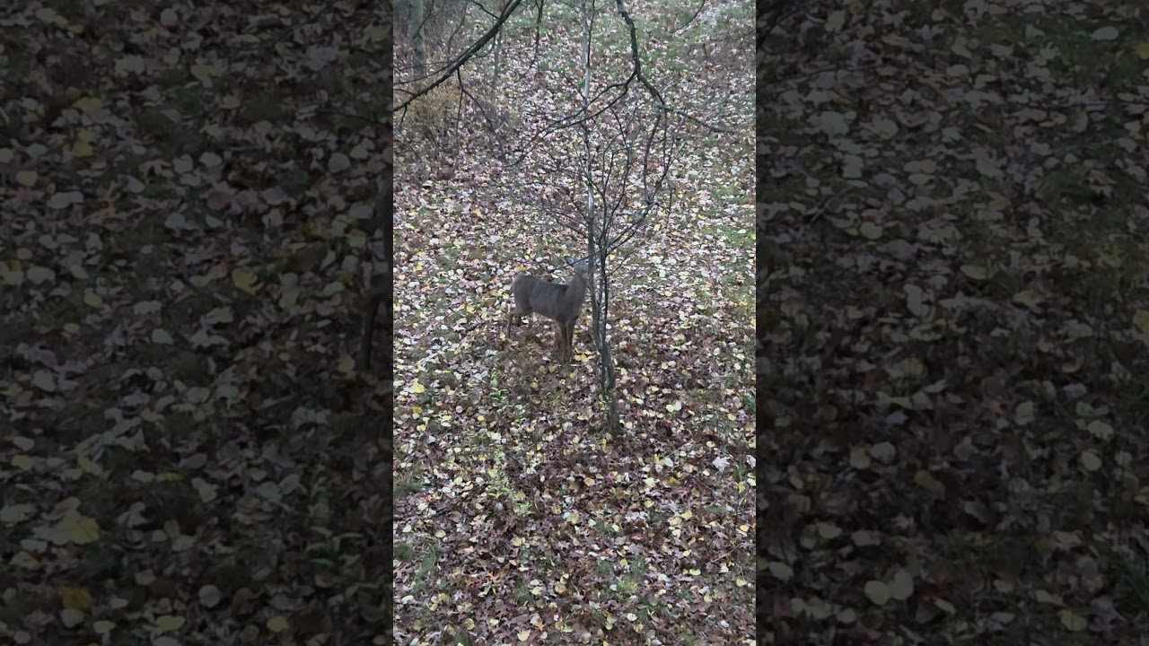 little guy making scrapes 